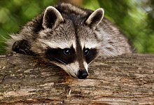 raccoon-3538081_1920 - Pixabay