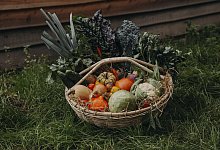 SoLaWi - Carmen Wolf (SoLaWi Dalborn)