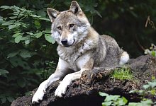 Ein liegender, interessiert guckender Wolf. Meist sind die gesichteten W&ouml;lfe Jungtiere. - Symbolfoto: Pixabay