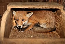 schliefenanlage-fuchs - Archivfoto: Vera Gerstendorf-Welle