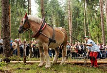 Die besonderen Pferde (Symbolbild von einem Pferde-Wettbewerb in Th&uuml;ringen) sollen auch als Arbeitstiere eingesetzt werden - das gibt's so nirgends in Deutschland. - usage worldwide