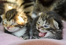 Viele Katzenbabys werden derzeit abgegeben. Das Tierheim braucht Unterst&uuml;tzung bei der Aufzucht. - Tierheim Paderborn
