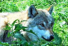 Der Wolf hatte eine Zeit lang die Region f&uuml;r sich entdeckt. Nun gab es l&auml;ngere Zeit keine best&auml;tigten Sichtungen. - Simone Fl&ouml;rke