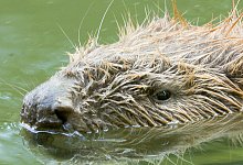 biber-2-von-3 - Makro Tele-Film