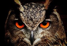 owl-50267 - Symbolbild Pixabay