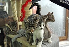 Katzen - Vera Gerstendorf-Welle