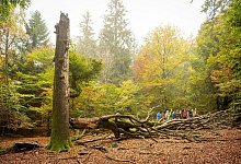 np-eifel - Nationalpark Eifel