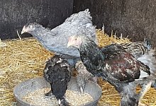 ausgesetzte-huhner-in-extertal-1 - Michaela Elsner-Piepho