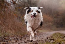 border-collie-8501579_1280 - Symbolbild: Pixabay