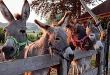 Esel Rosenhof - Rosenhof