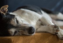 jack-russell-2310391_960_720 - Symbolbild: Pixabay