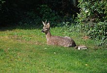 KR 3 Rehe - Sven Koch