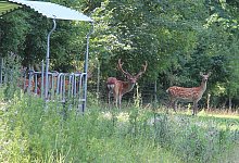 Sikawild Tiere - Jens Rademacher