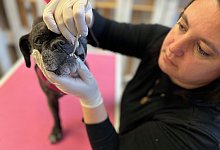 hunde_paradontose3 - Christian Br&ouml;der