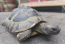 miw-schildkrote-3 - Michaela Wei&szlig;e