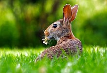rabbit-1903016 - Symbolbild: Pixabay