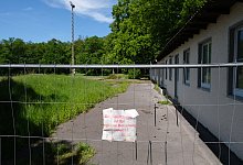 Pinneichen - Archivfoto: Sven Koch