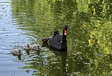 DT Schw&auml;ne - Cordula Gr&ouml;ne