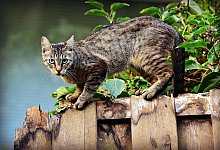 19 Katzen wurden auf einem Grundst&uuml;ck in Enger und drumherum aufgegriffen. - Symbolfoto Pixabay