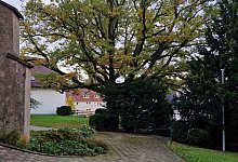 5e2a925a-838d-4d9e-8c79-8295ded3930feiche - Evangelisch refomierte Kirchengemeinde B&ouml;singfeld