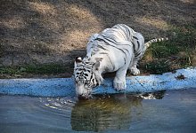 gri_0402 - Sigurd Gringel