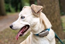 Huskymix Elsa wurde übers Internet nach Bielefeld verkauft und dann weiter nach Dortmund - als Familienhund, was sie ganz und gar nicht ist. - privat