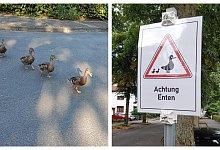 Per Schild werden Verkehrsteilnehmer auf die Enten aufmerksam gemacht, damit die Tiere heil und sicher &uuml;ber die Stra&szlig;e kommen. - privat