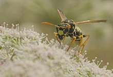270728-feldwespe - Robin J&auml;hne