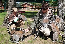 Die Kattas sind jetzt in ihrem Freigehege. M&uuml;tter tragen ihre Jungtiere auf dem R&uuml;cken. Mit Rosinen lassen sich die Halbaffen besonders gut anlocken. Besucher d&uuml;rfen sie aber nicht f&uuml;ttern und m&uuml;ssen drau&szlig;en bleiben. - Sigurd Gringel