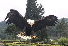 Wei&szlig;kopfseeadler - Martin Hostert