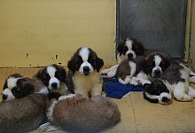 KINA - Spenden für kleine Hundewelpen - dpa