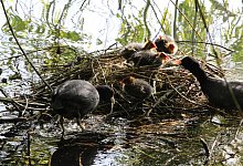 Bl&auml;sshuhn-K&uuml;ken - Freya K&ouml;hring