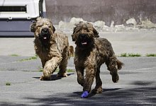Die vier Briards leben seit über zweieinhalb Jahren im Paderborner Tierheim. - Gabi Votsmeier