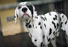 Tierheime sind mitten in den Sommerferien rappelvoll - dpa