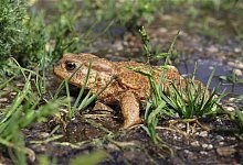 kroete - Symbolfoto: Pixabay