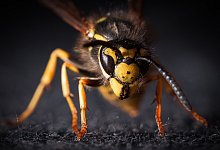 wespeinsect-6808883_1280pixabay - Symbolfoto: Pixabay / Creative Commons
