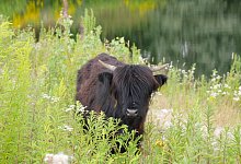 p1390921 - Kreis Lippe