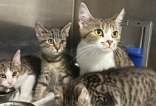 coconut-peach-kiwi-lime1_0923 - 1 - 1 - Tierschutz der Tat eV