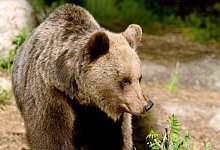 urn:newsml:dpa.com:20090101:200623-90-011237 - Archiv: Campolongo Annalisa/dpa