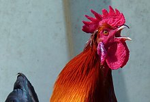 Hahn - Symbolbild: Pixabay