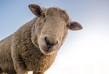 sheep-1822137_1920 - Pixabay