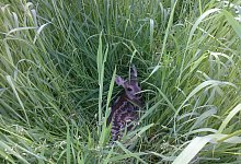 Rehkitz - Andreas Niemeier