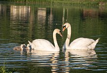 sa_schwan_kurparksee - Ute Kronshage