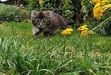 kalle1 - Helen und Mailin Zylstra