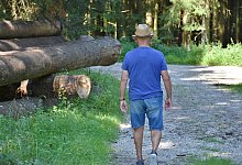 Verlaufen sich die Senioren im Wald, sinken die Chancen auf eine Rettung. - Pixabay