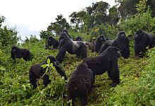 Berggorillas - Foto: Dian Fossey Gorilla Fund/dpa