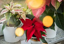 Verschiedene Weihnachtssterne stehen auf einer Fensterbank - Christin Klose/dpa-tmn