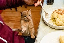Katze am Esstisch - Foto: Markus Scholz