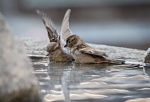 Spatzen sitzen im Wasser - Frank Rumpenhorst/dpa/dpa-tmn
