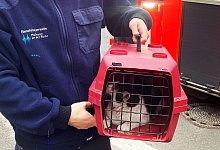 Feuerwehr befreit Katze aus Kaminschacht - -/Feuerwehr M&uuml;lheim/dpa
